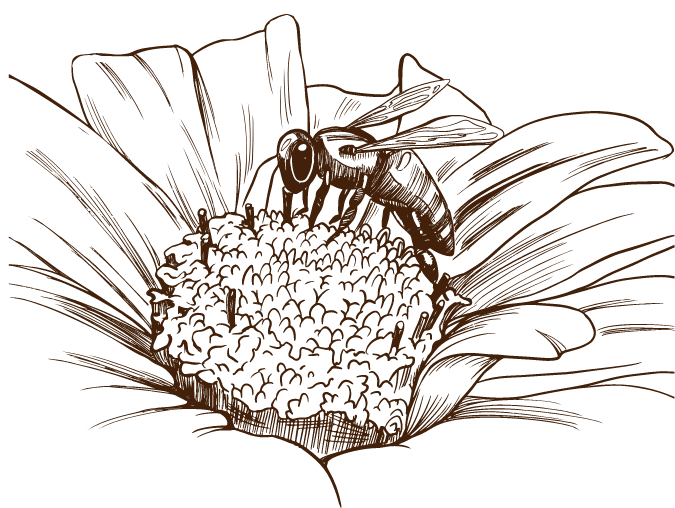 Apis Pindos - Εικόνα Μέλισσα Λουλούδι